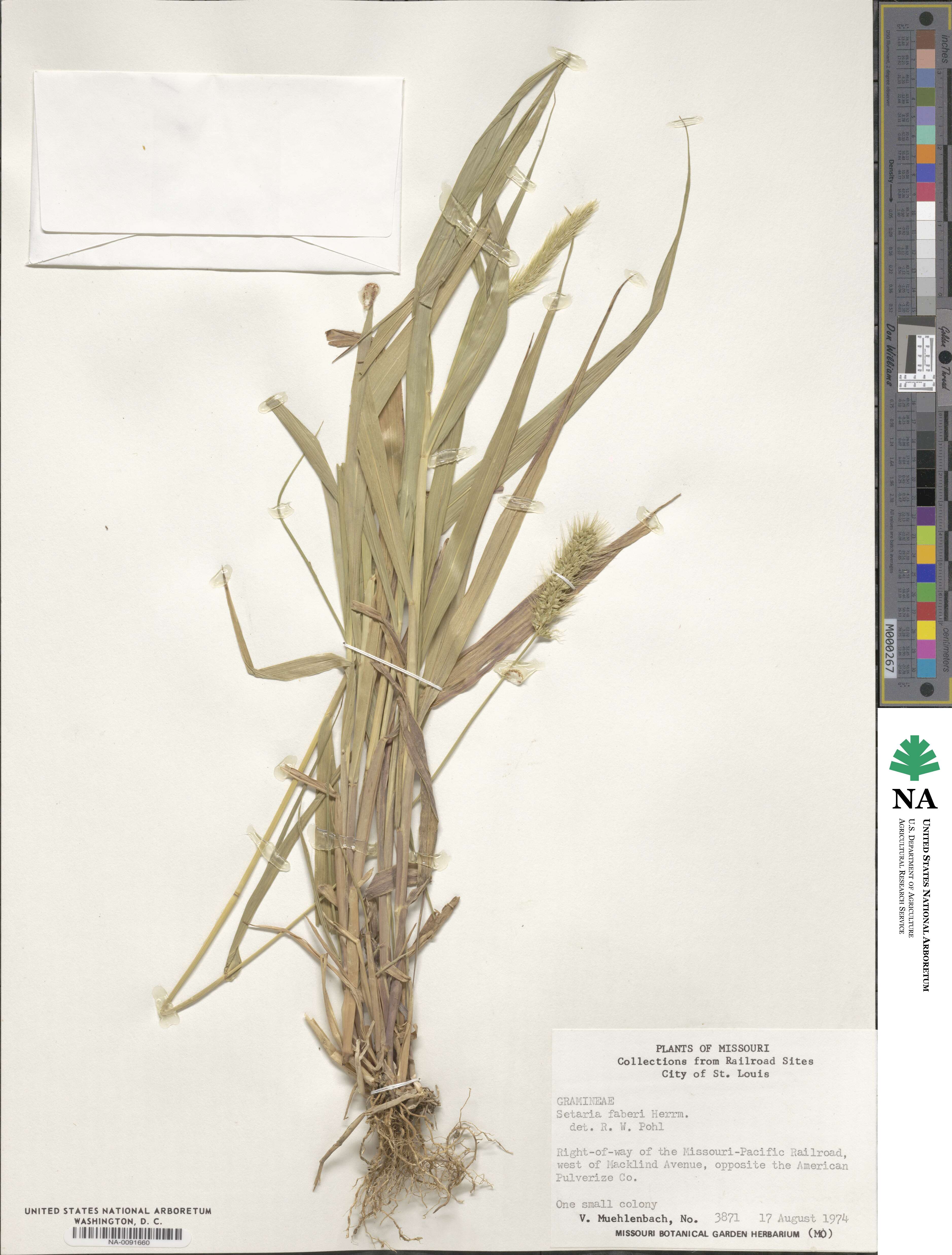 Setaria faberi image