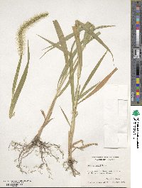 Setaria faberi image