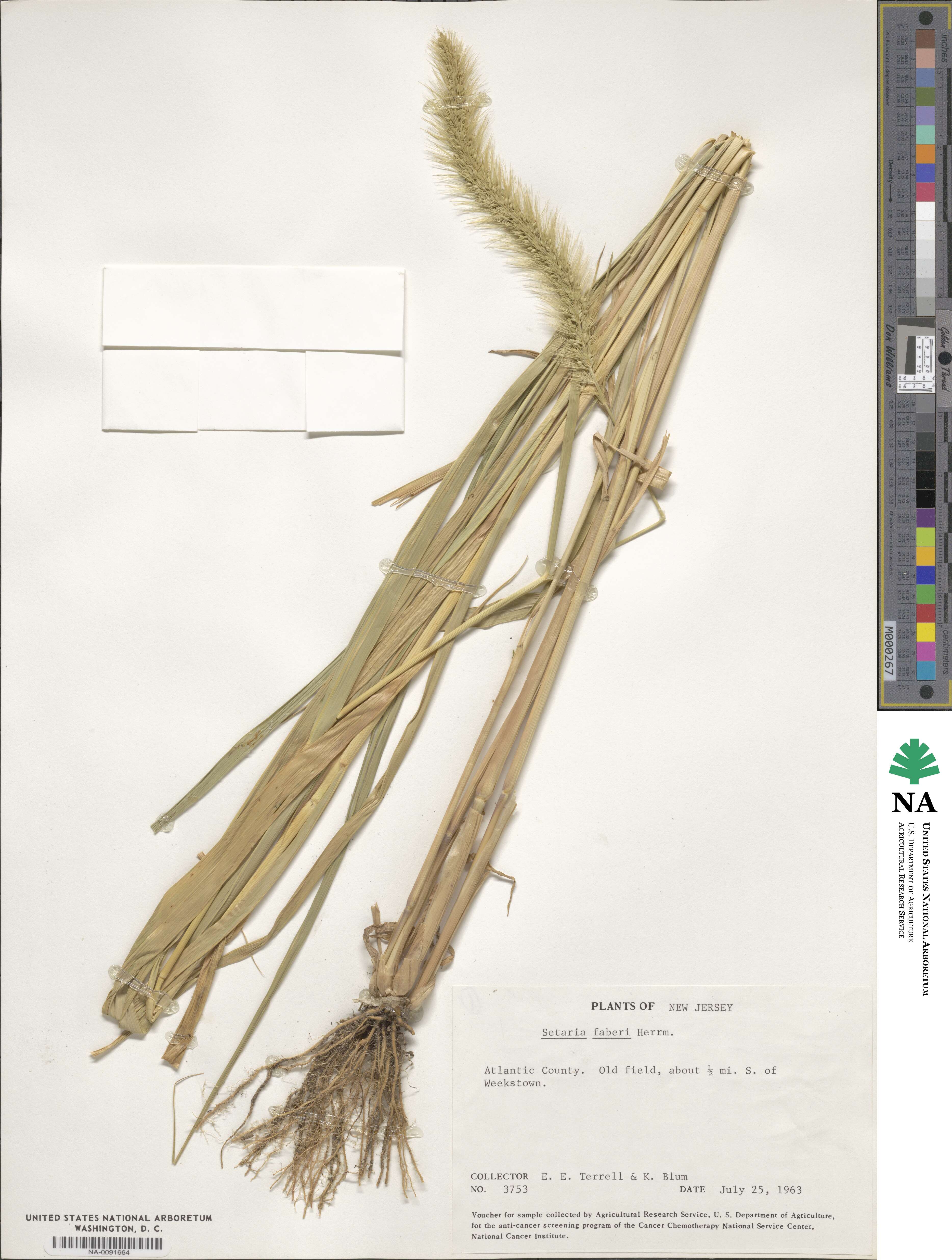 Setaria faberi image