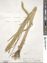 Setaria faberi image