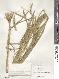 Setaria faberi image