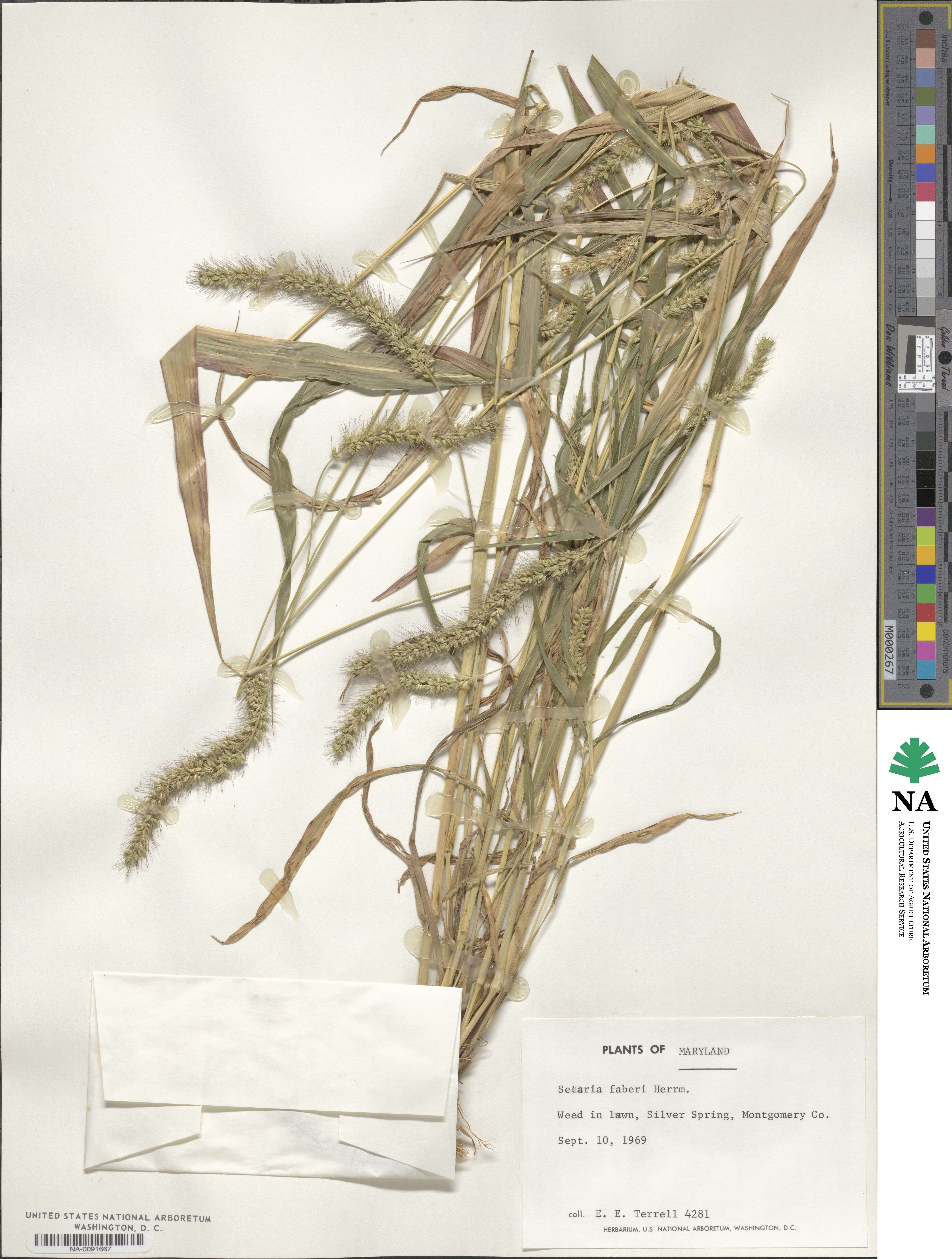 Setaria faberi image