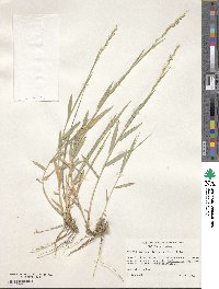 Setaria reverchonii image