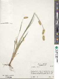 Setaria parviflora image