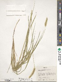 Setaria parviflora image