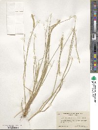 Setaria parviflora image