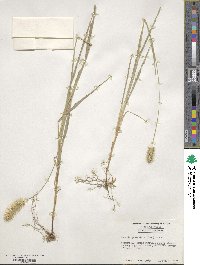 Setaria parviflora image