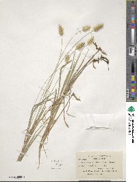 Setaria parviflora image