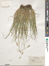 Setaria parviflora image