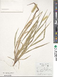 Setaria parviflora image