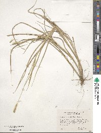 Setaria parviflora image