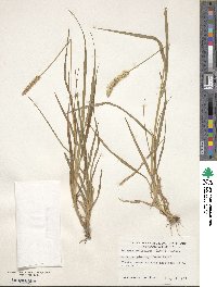 Setaria parviflora image