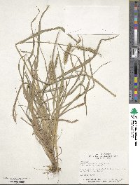 Setaria parviflora image