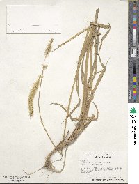 Setaria parviflora image