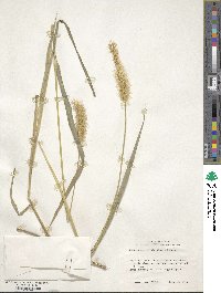 Setaria parviflora image