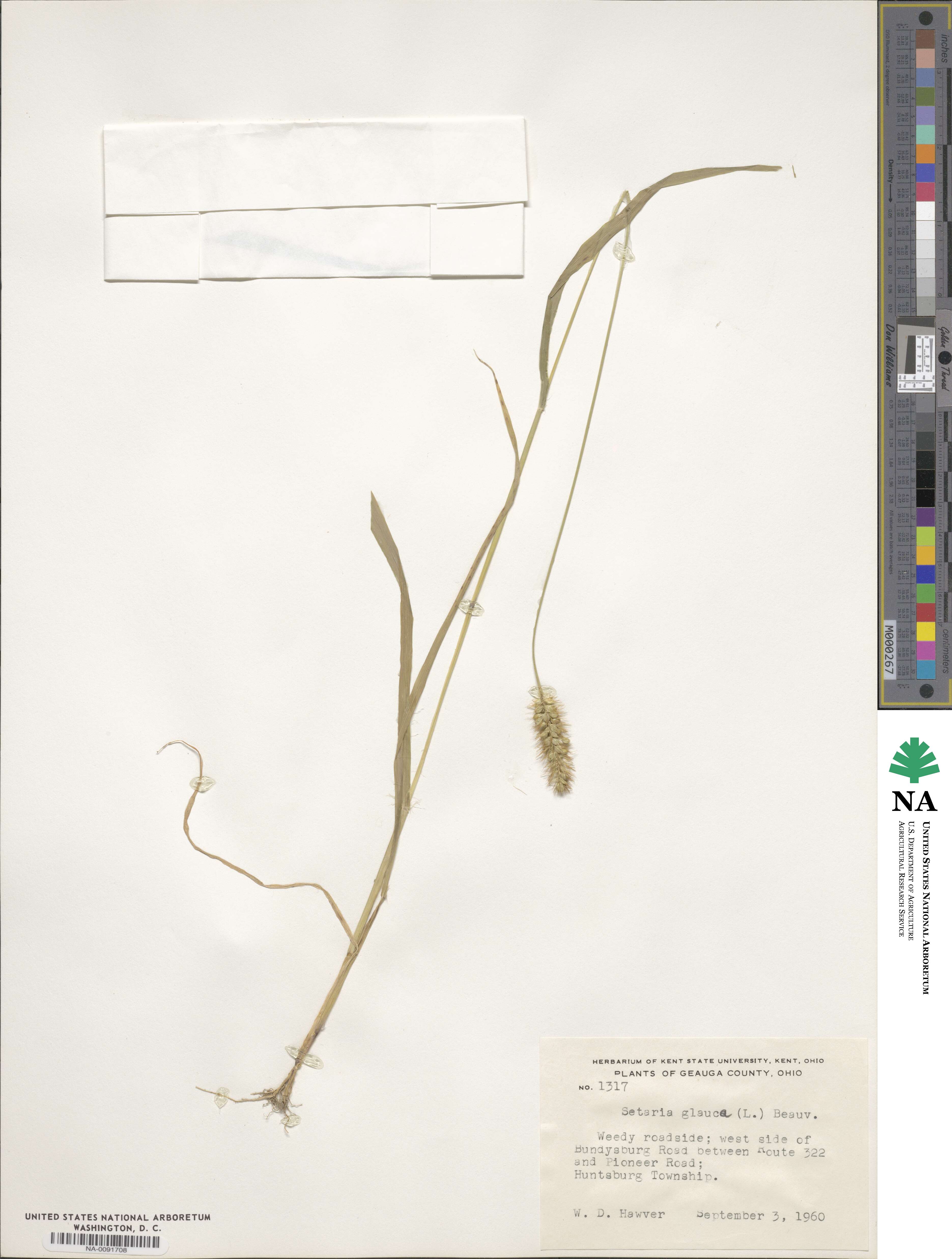 Cenchrus americanus image