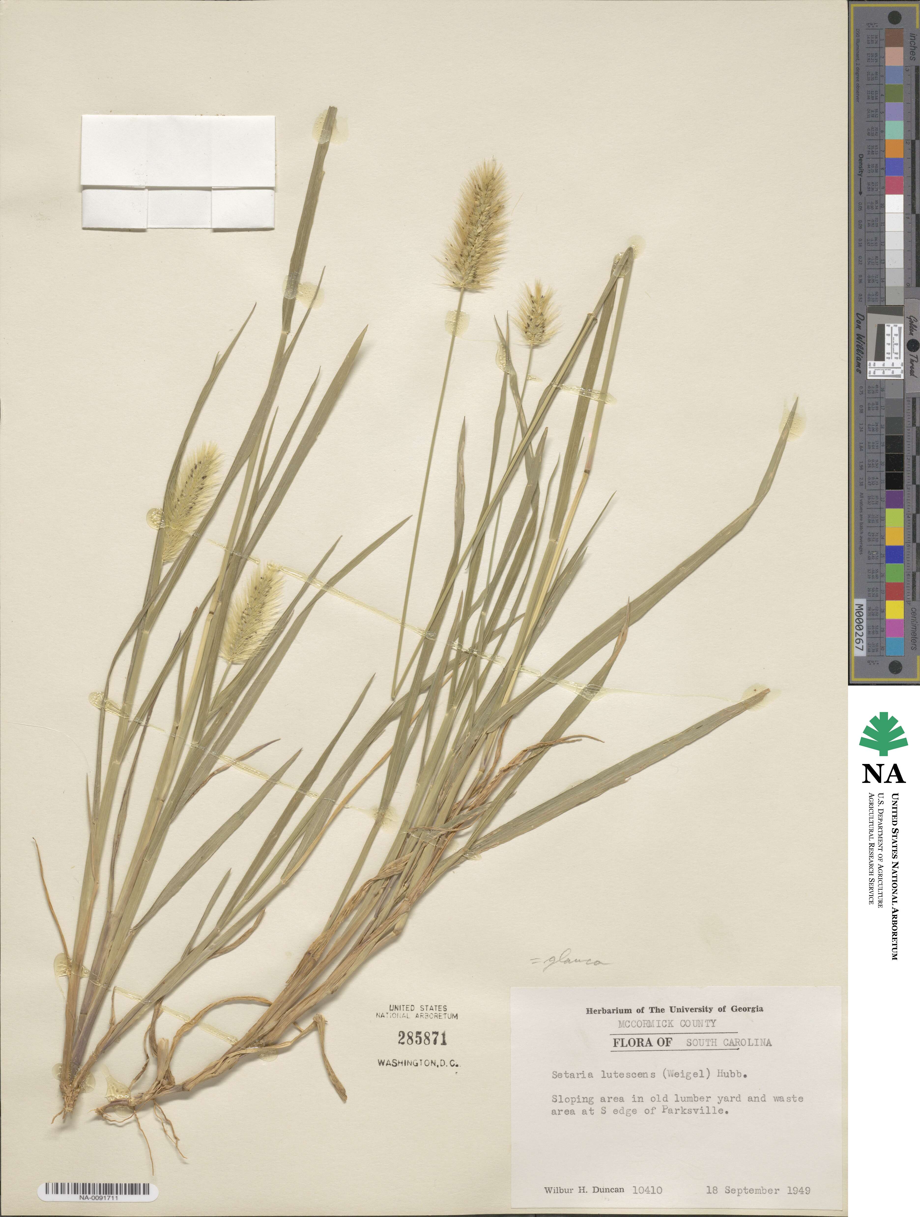 Cenchrus americanus image