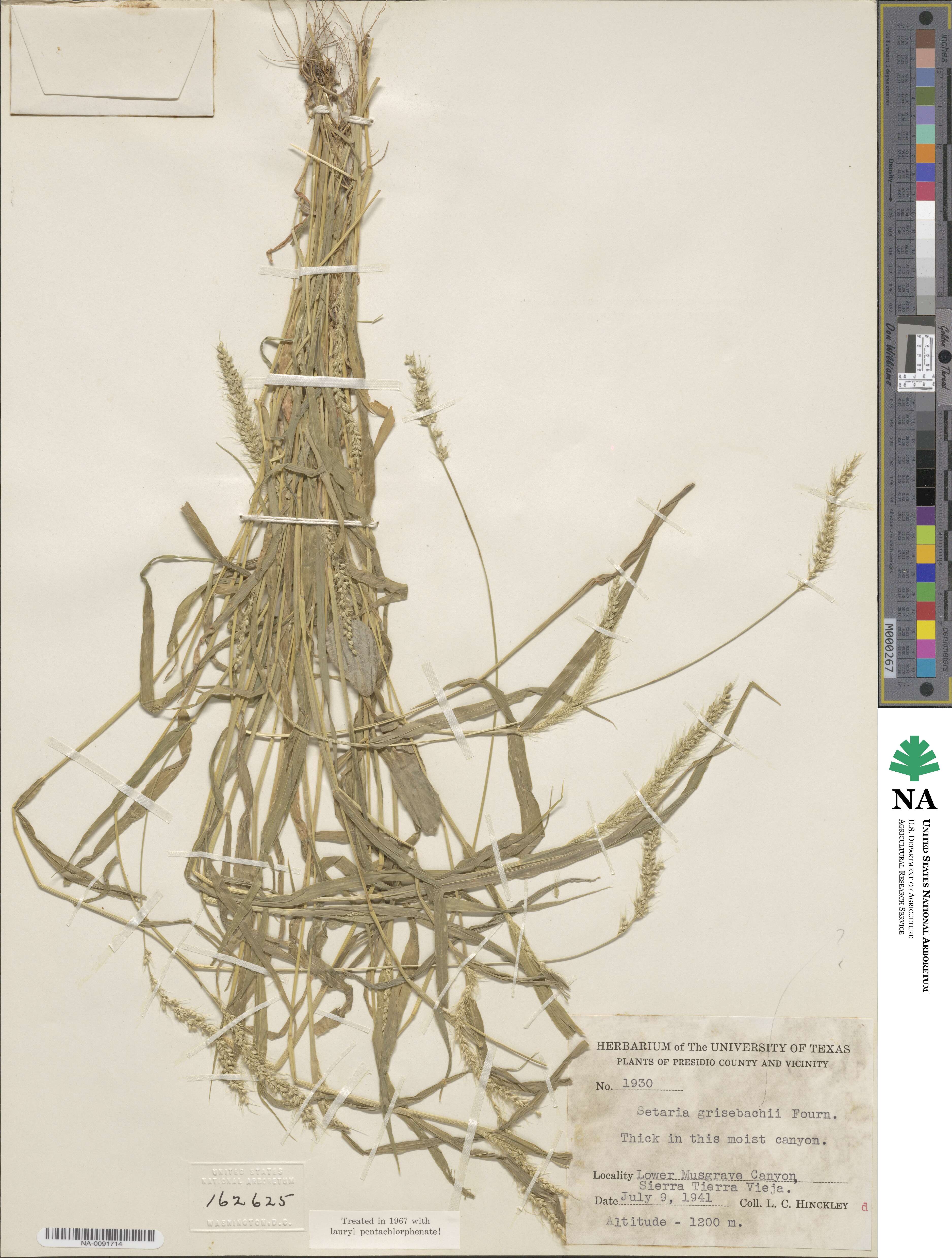 Setaria grisebachii image