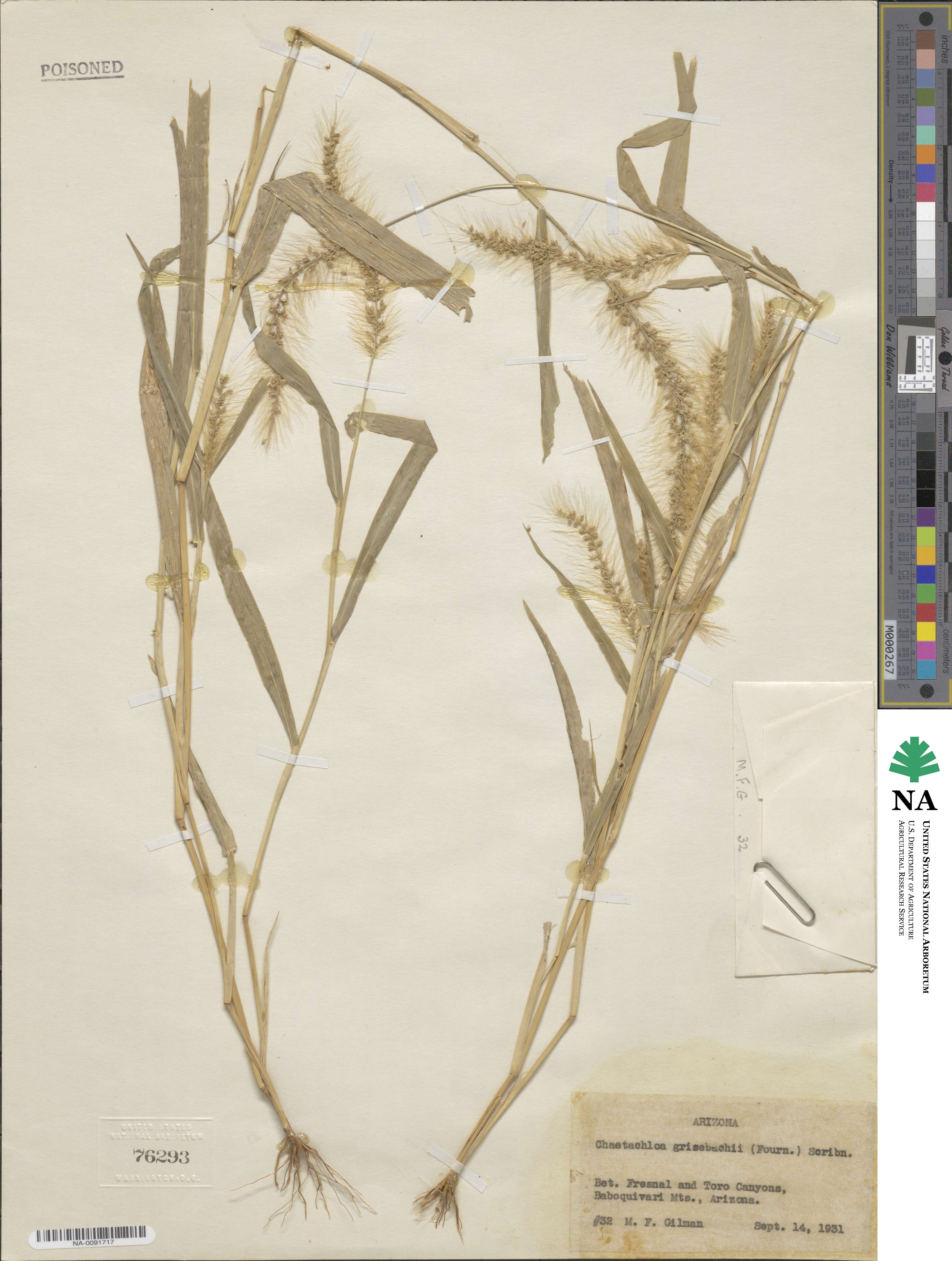 Setaria grisebachii image