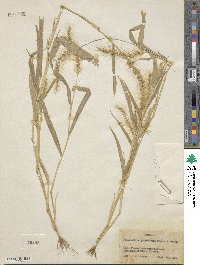 Setaria grisebachii image