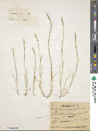 Setaria grisebachii image