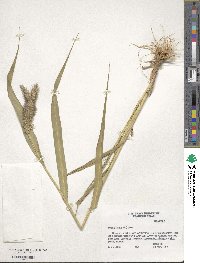 Setaria italica image