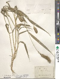 Setaria italica image