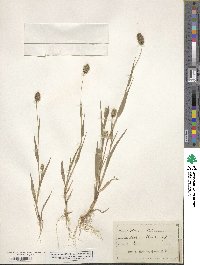 Setaria italica image