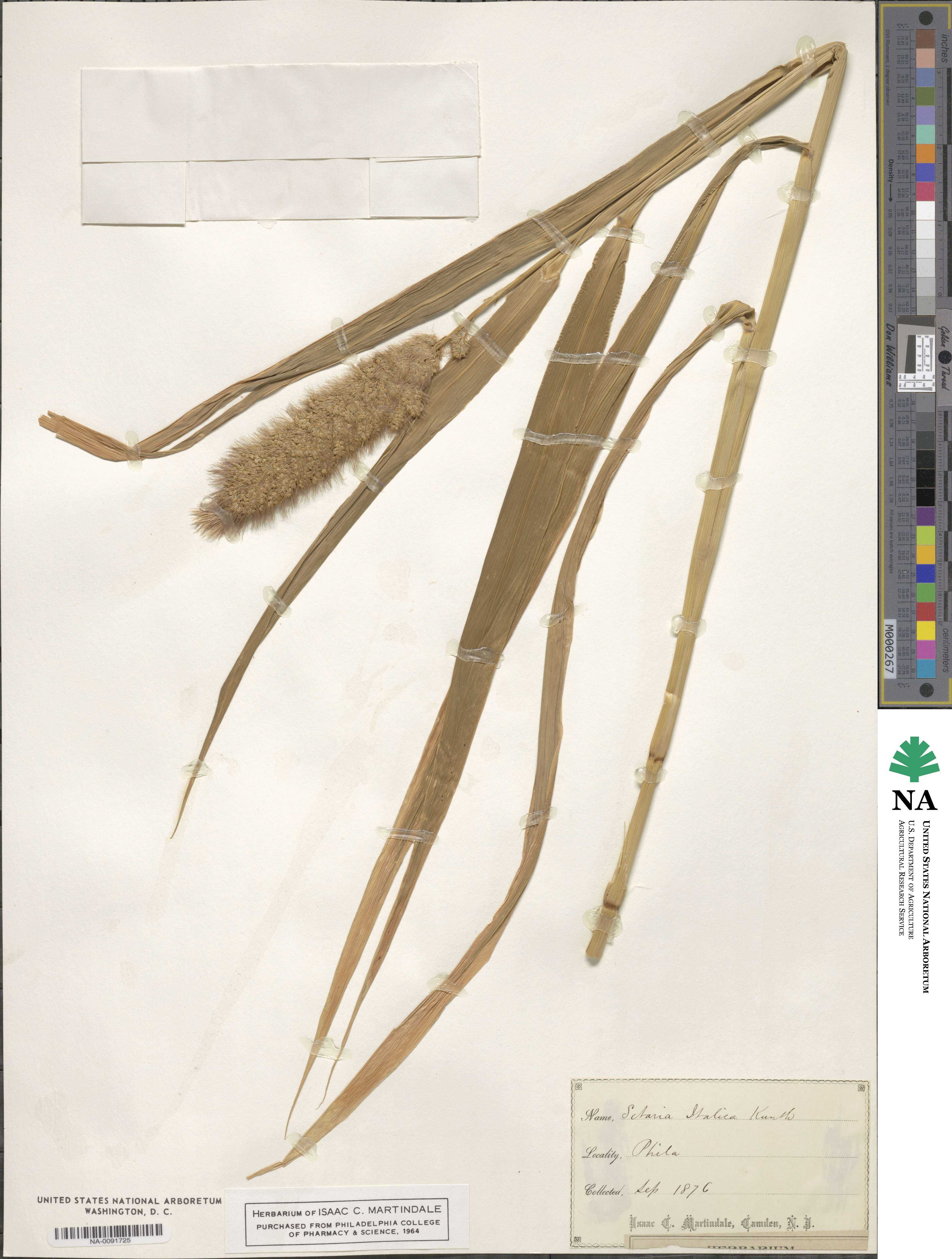 Setaria italica image