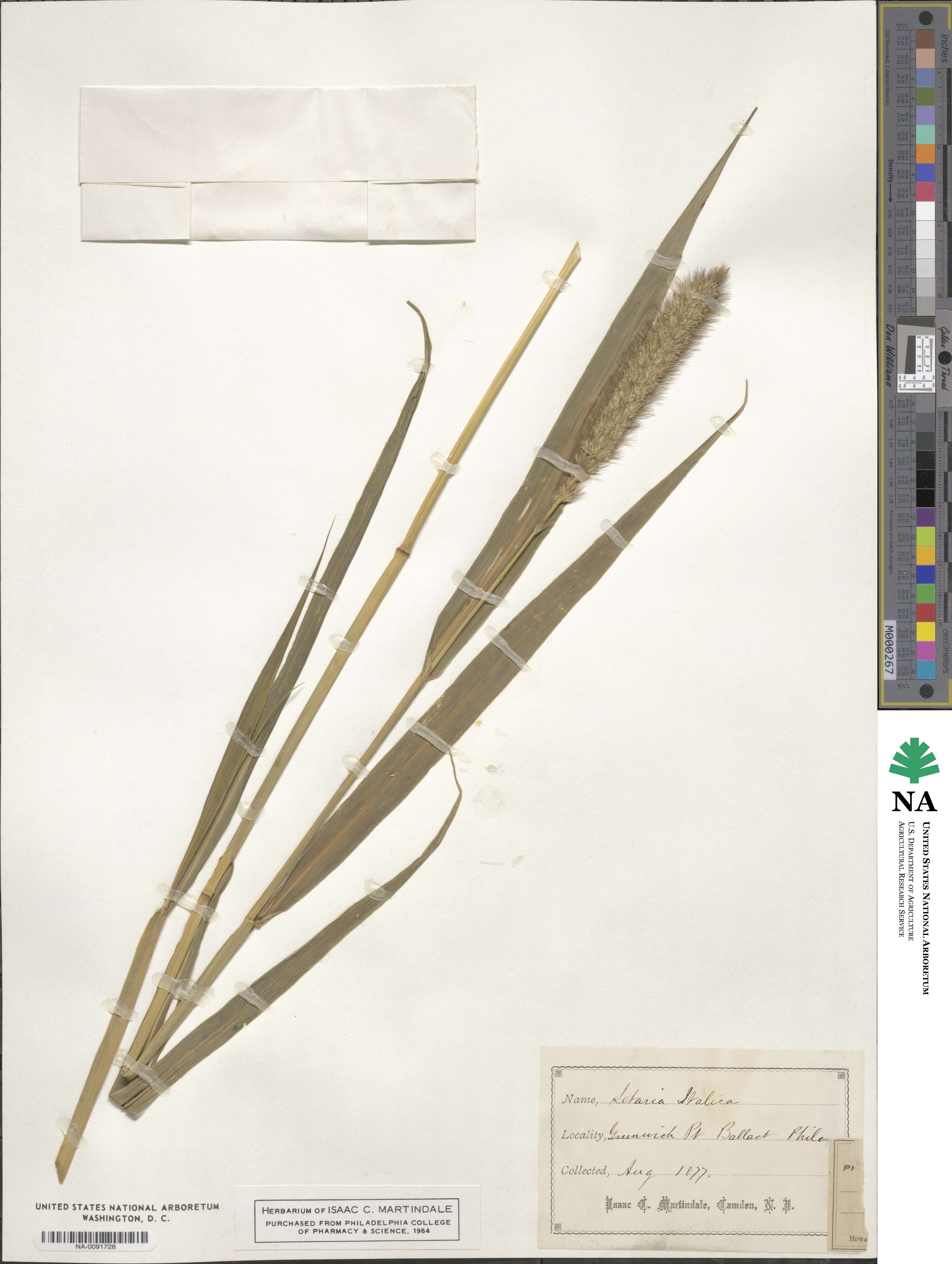 Setaria italica image