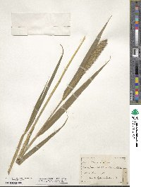 Setaria italica image