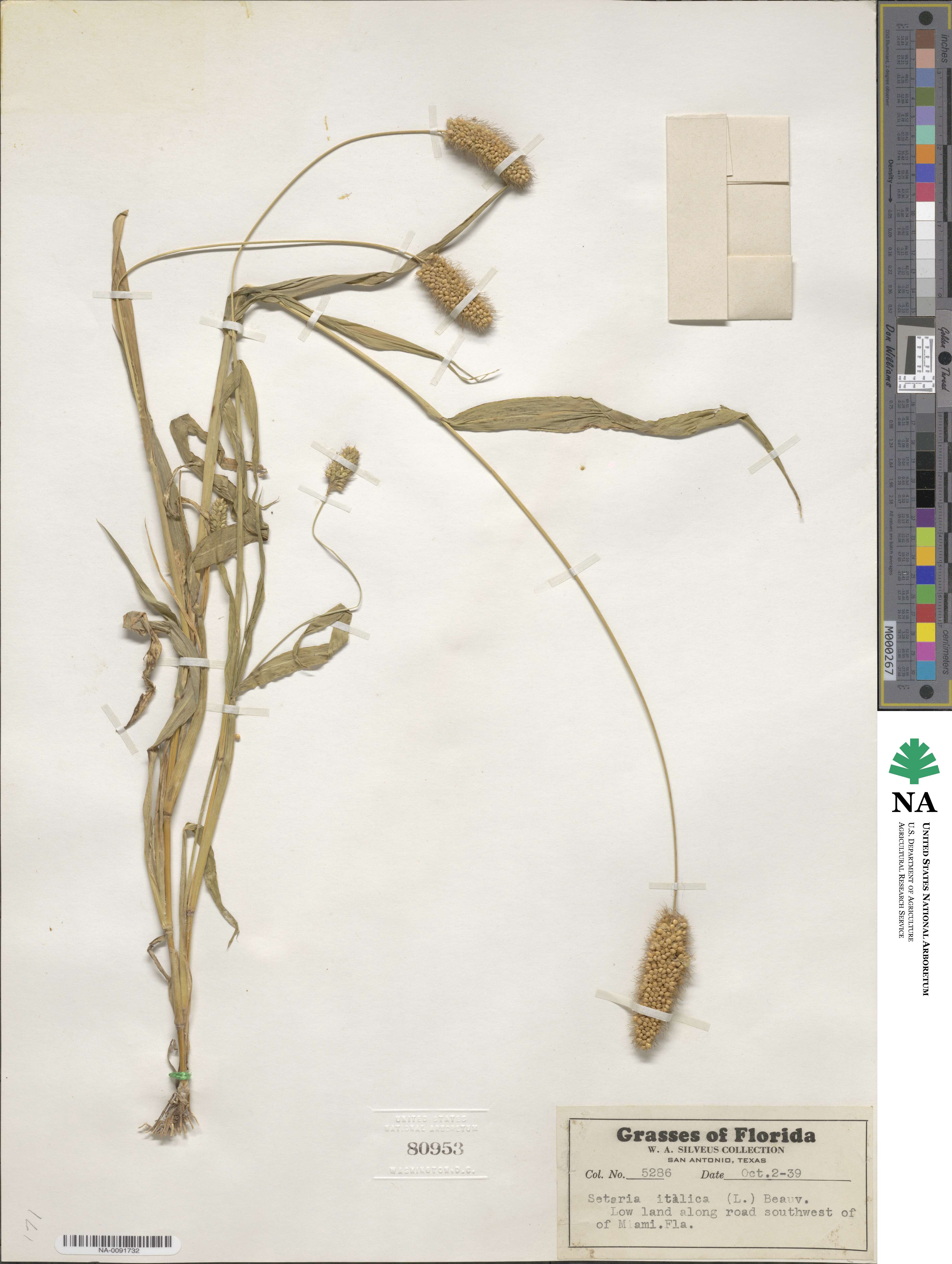 Setaria italica image