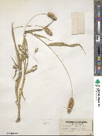 Setaria italica image