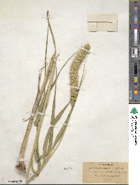 Setaria italica image