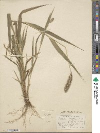 Setaria italica image