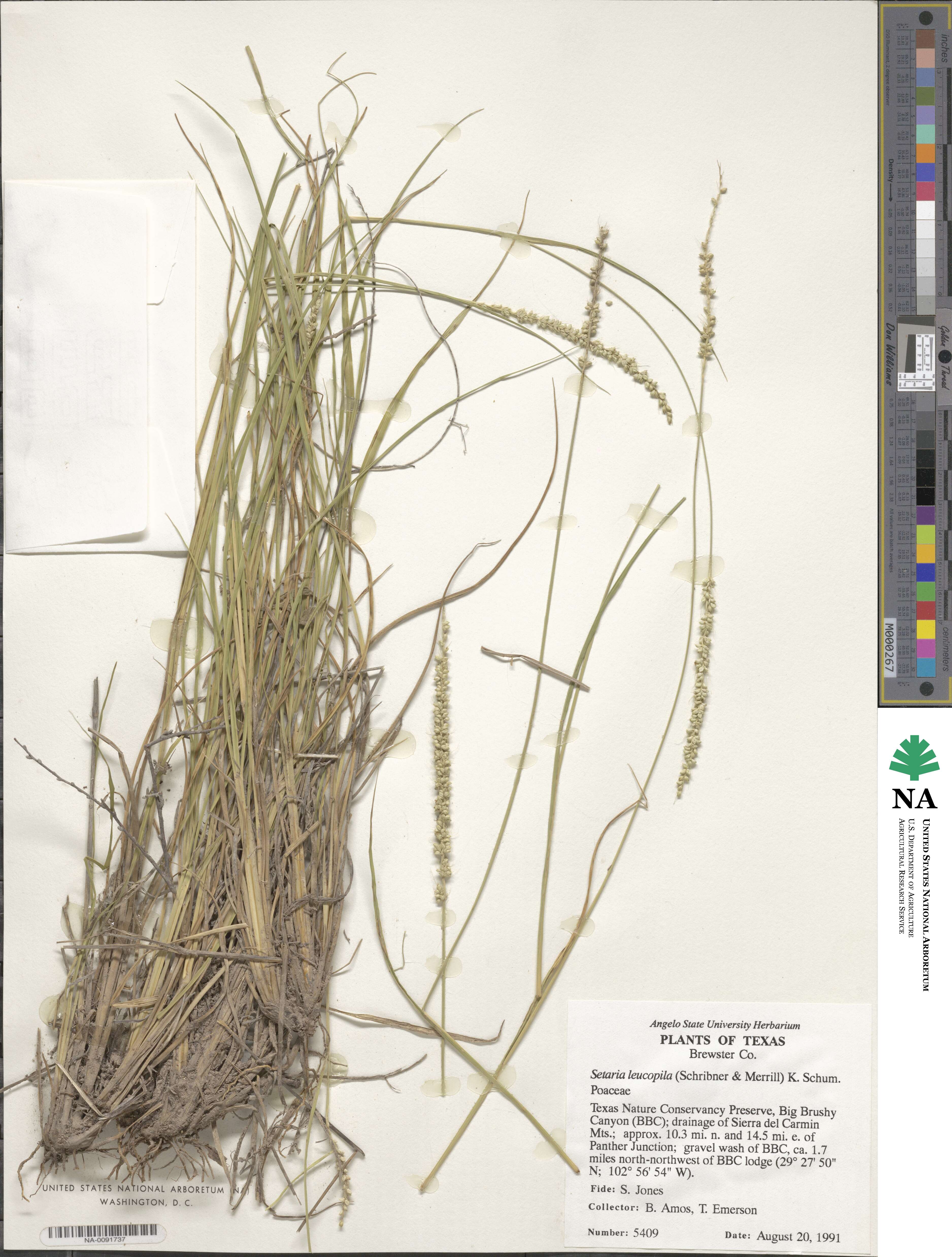 Setaria leucopila image