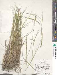 Setaria leucopila image