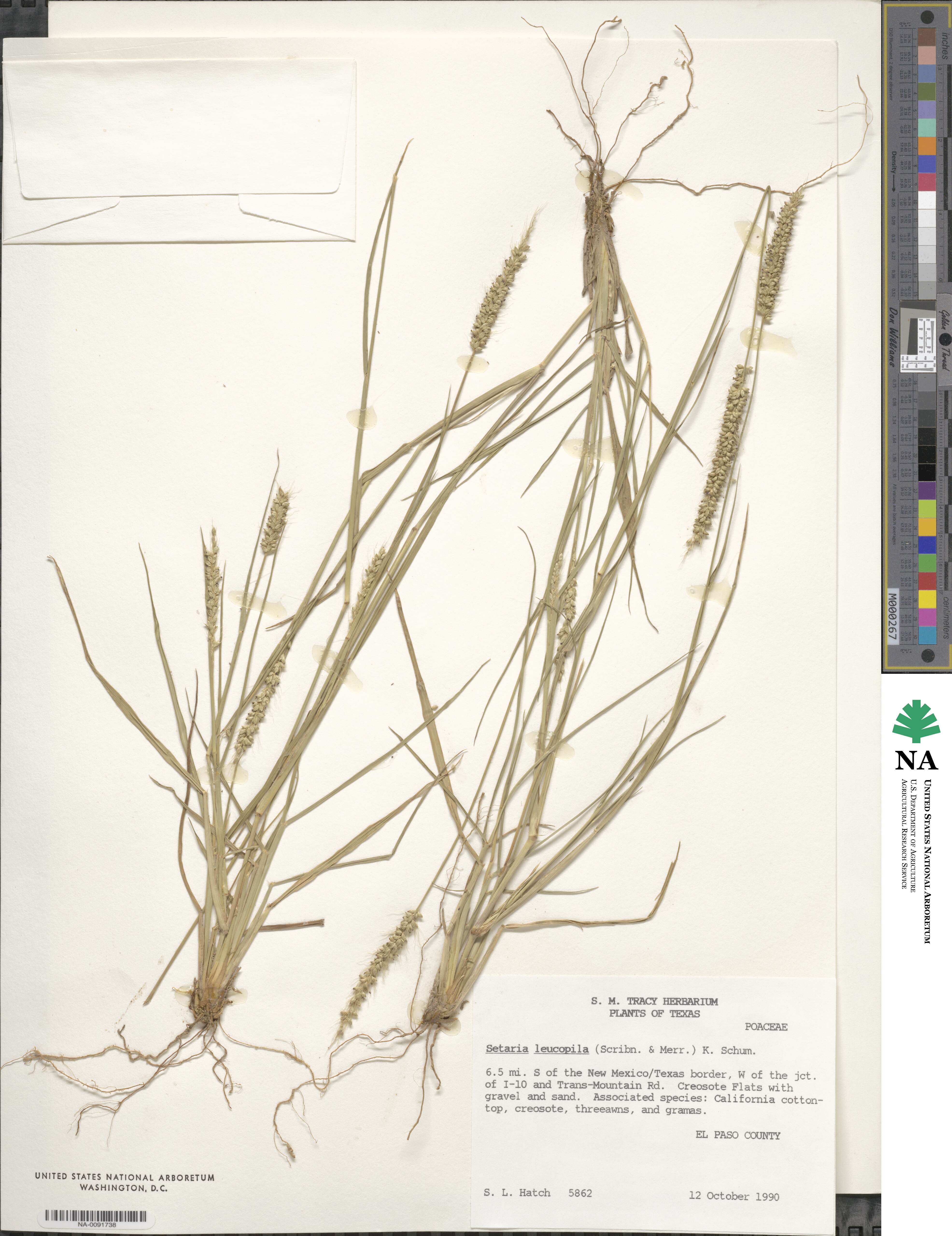 Setaria leucopila image