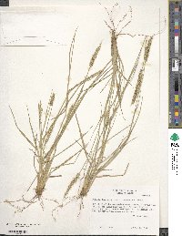 Setaria leucopila image