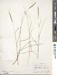 Setaria leucopila image