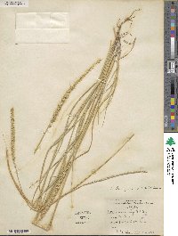 Setaria leucopila image