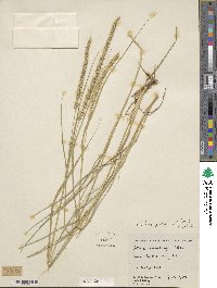 Setaria leucopila image