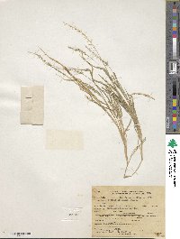 Image of Setaria liebmannii