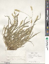 Setaria pumila image