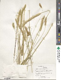 Setaria pumila image