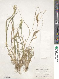 Setaria pumila image