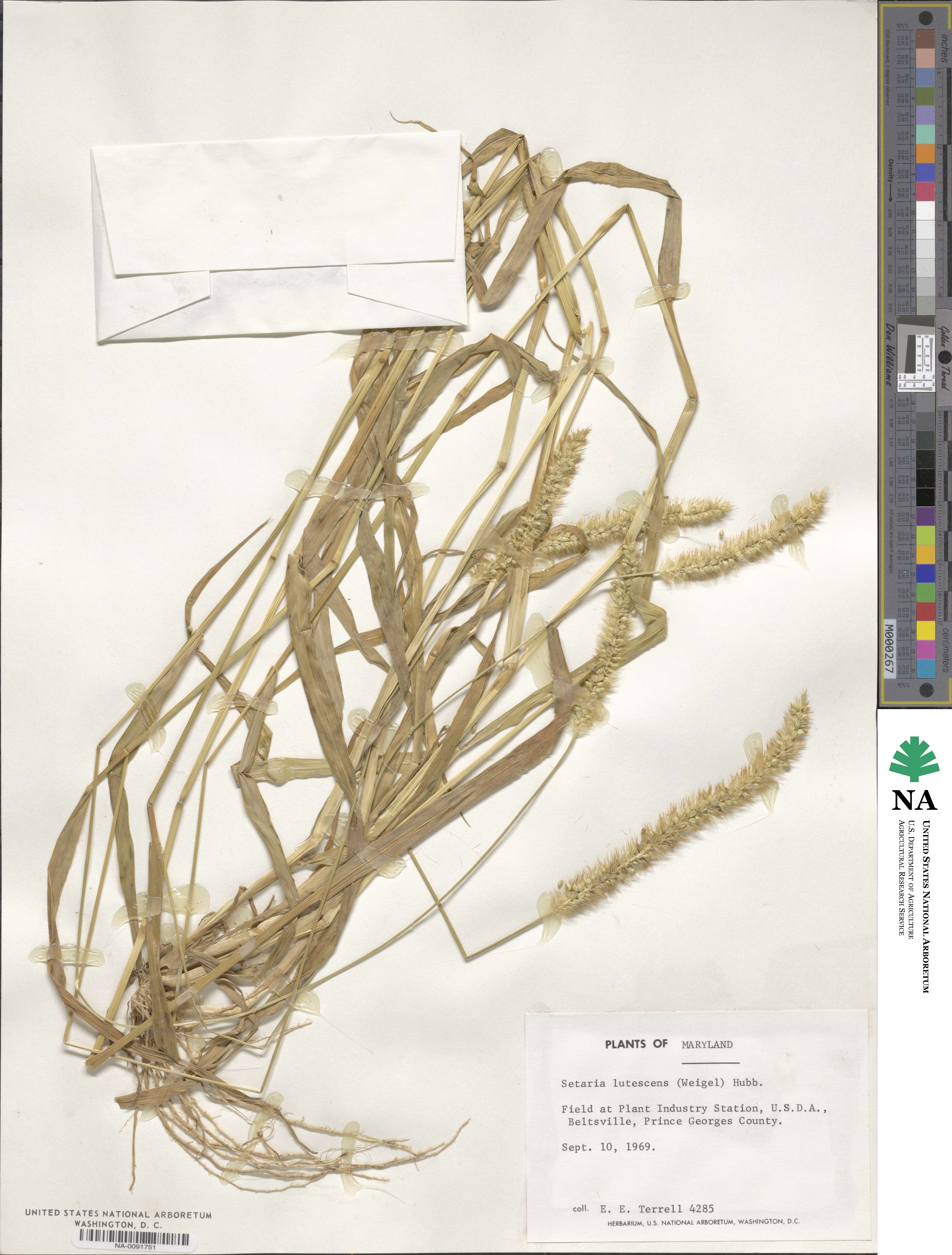 Setaria pumila image