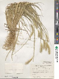 Setaria pumila image