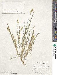 Setaria pumila image