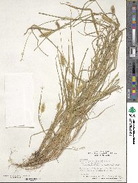 Setaria pumila image